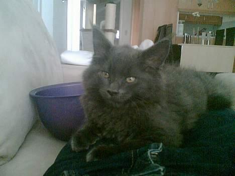 Maine Coon Sofus billede 3