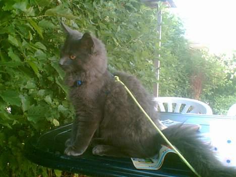 Maine Coon Sofus billede 4