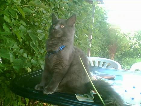 Maine Coon Sofus billede 5