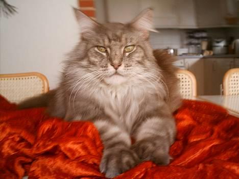Maine Coon Chrisdahl´s Alf billede 8