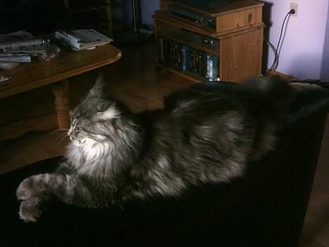 Maine Coon Chrisdahl´s Alf billede 9