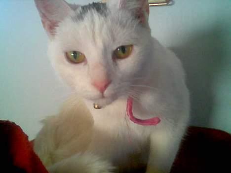 Huskat Tut - Aii bare fordi man er så bedårende som mig, kan man vel godt få et øjebliks fred..? billede 1