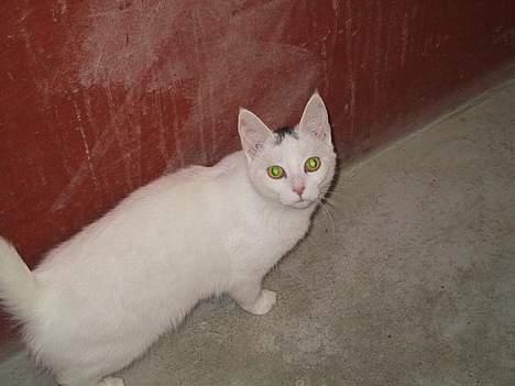 Huskat Tut - Kom bare med, det er her henne maden står..  billede 2