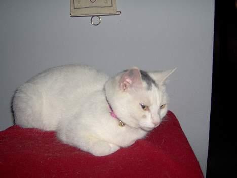 Huskat Tut - Brrr.. Er det mig eller er her lidt koldt?? billede 3