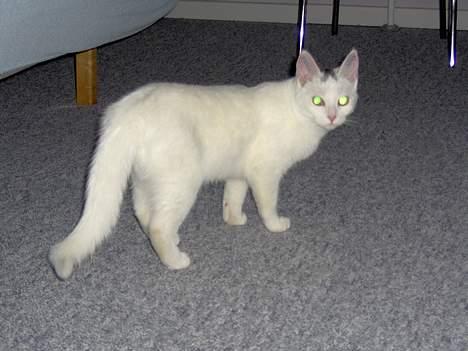 Huskat Tut - Hey, kan du så lade være med at følge efter mig..!! billede 4