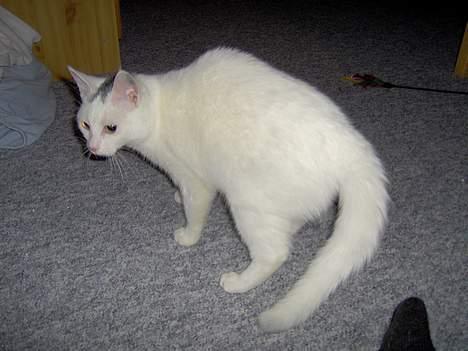 Huskat Tut - Jeg synes jeg så noget lækkert derhenne... billede 5