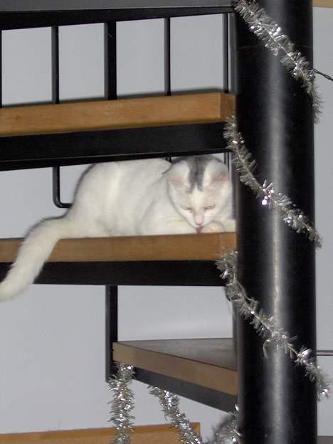 Huskat Tut - Din dumme hund, du bli´r bare dernede..  billede 6