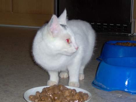 Huskat Tut - Der er ingen der kigger...  billede 7