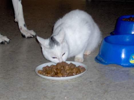 Huskat Tut - Mmmm Miauw, håber ikke hunden bli´r sur over at jeg smager hans mad.. billede 8