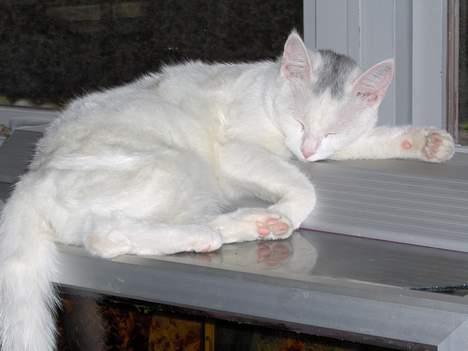 Huskat Tut - Ahh så dejligt varmt der er ovenpå et akvarie.. Skønt billede 9