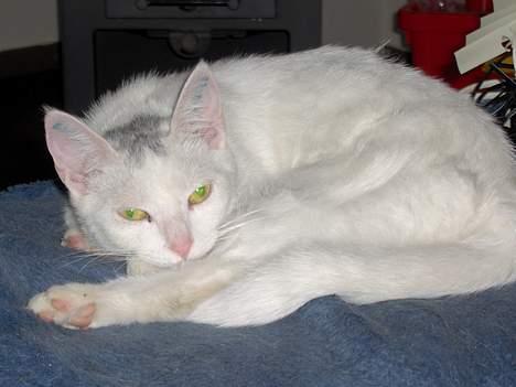 Huskat Tut - Du kan lige så godt glemme det, jeg lå her først!!! billede 10