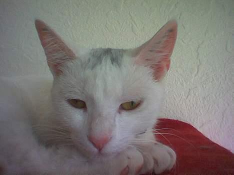 Huskat Tut - Var det bare dét du vækkede mig for? billede 11