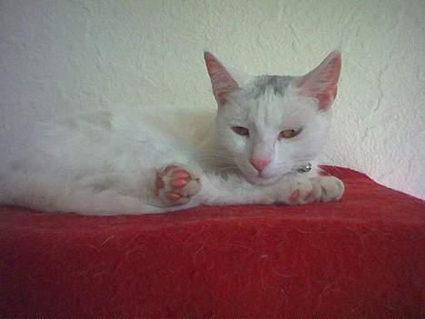 Huskat Tut - Så er det vist rigeligt med det fotografering der...  billede 12