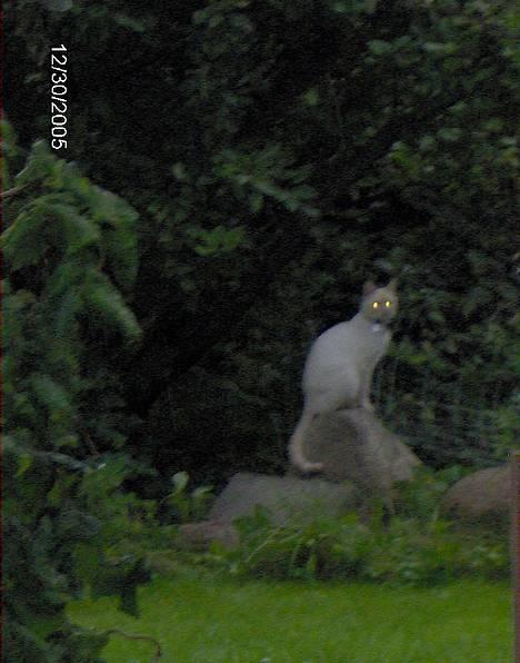 Huskat Punktum billede 10