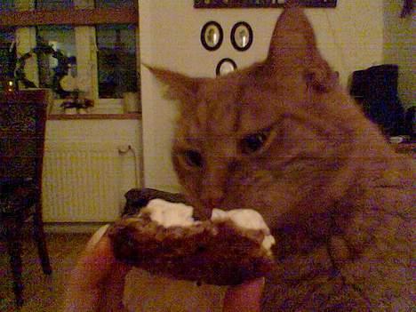 Huskat Buller R.I.P. 10.04.08 - mere kageguf billede 3