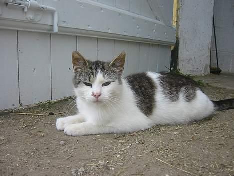 Blanding af racer Talis  - Velkommen til talis Profil :)  billede 1