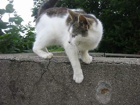 Blanding af racer Talis  billede 2