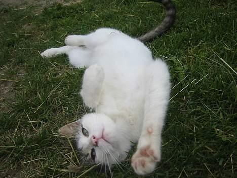 Blanding af racer Talis  billede 3