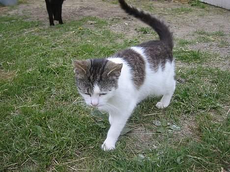 Blanding af racer Talis  billede 4