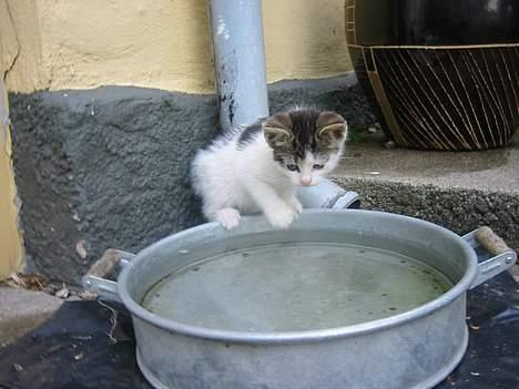 Blanding af racer Talis  billede 5