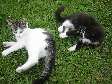 Blanding af racer Talis  billede 6