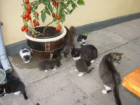 Blanding af racer Talis  billede 7