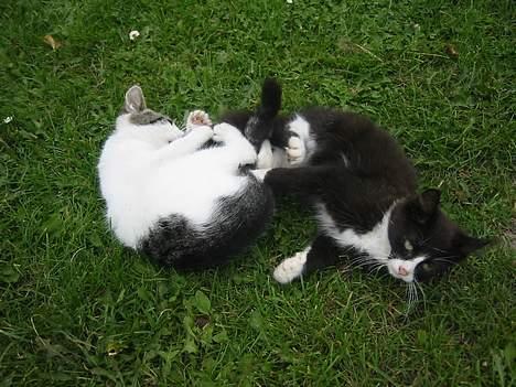 Blanding af racer Talis  billede 8