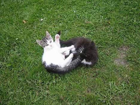 Blanding af racer Talis  billede 9