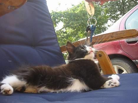 Blanding af racer Monti  billede 3