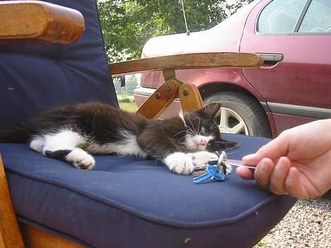 Blanding af racer Monti  billede 4