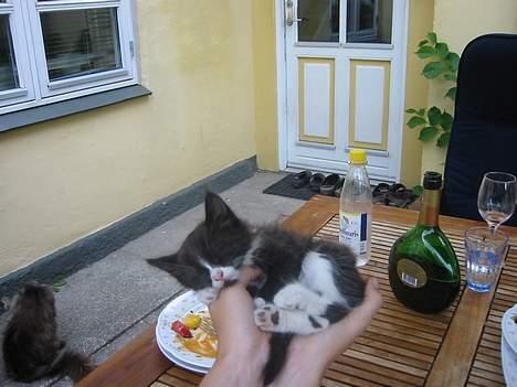 Blanding af racer Monti  billede 6