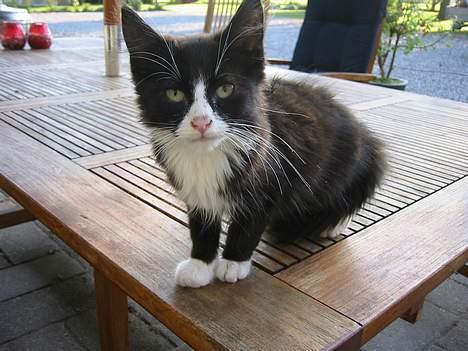 Blanding af racer Monti  billede 7