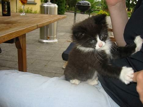 Blanding af racer Monti  billede 8