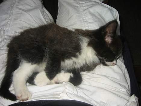 Blanding af racer Monti  billede 9