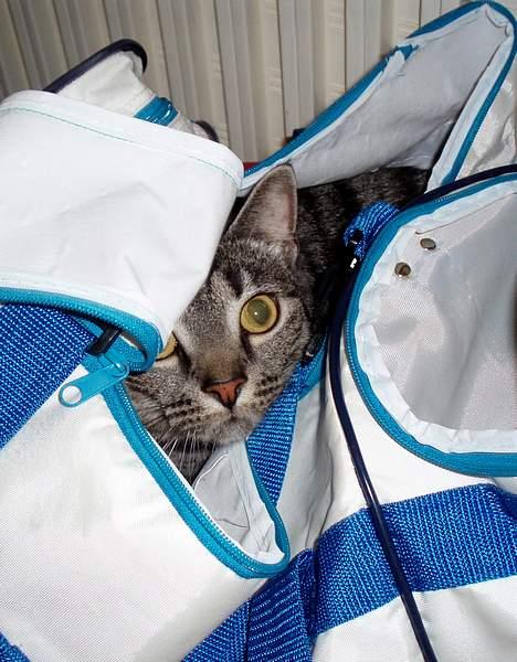 Blanding af racer Albus Dumbledore - Taskekatten Albus :p billede 15