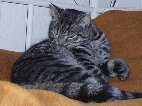 Blanding af racer Albus Dumbledore billede 16