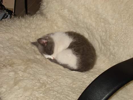 Huskat Kelly - Nåårh! billede 4