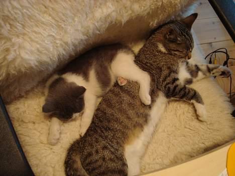 Huskat Kelly - Katja og Kelly! :D Første gang de sov sammen billede 5