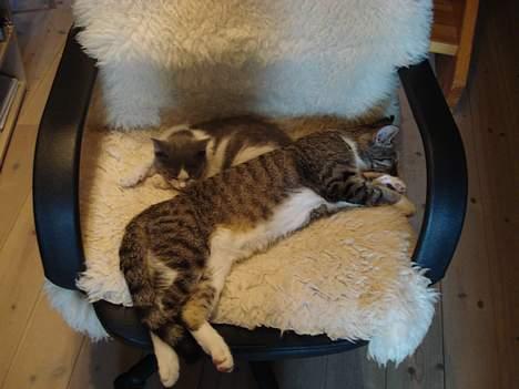 Huskat Kelly - Katja og Kelly! :D Første gang de sov sammen billede 6