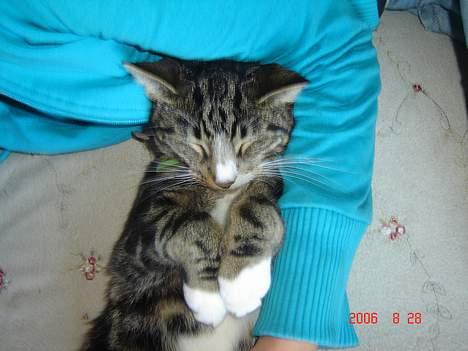 Huskat Gonzo - Savner ham :(! billede 12