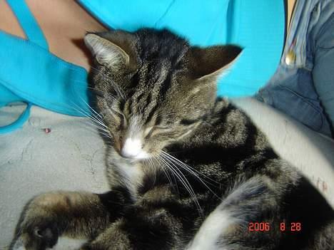 Huskat Gonzo - Savner ham :(! billede 14