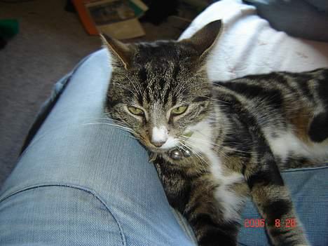 Huskat Gonzo - Savner ham :(! billede 15