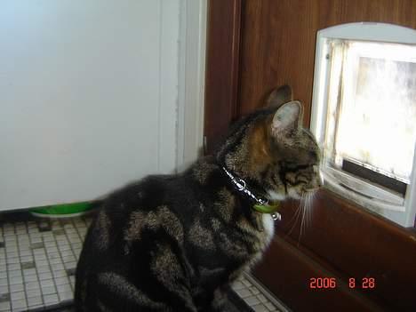 Huskat Gonzo - Savner ham :(! billede 16