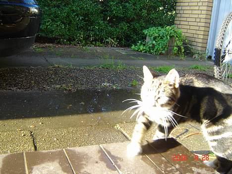 Huskat Gonzo - Savner ham :(! billede 17