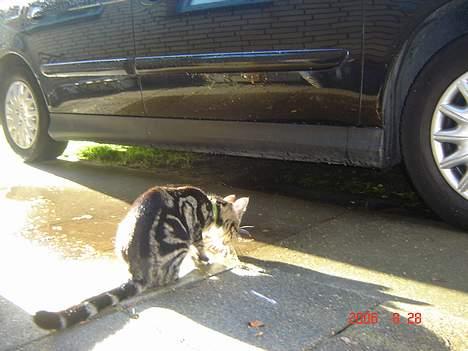 Huskat Gonzo - Savner ham :(! billede 18