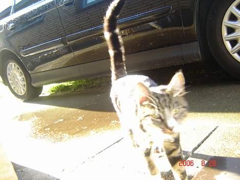 Huskat Gonzo - Savner ham :(! billede 19