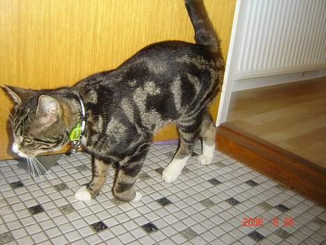 Huskat Gonzo - Savner ham :(! billede 20