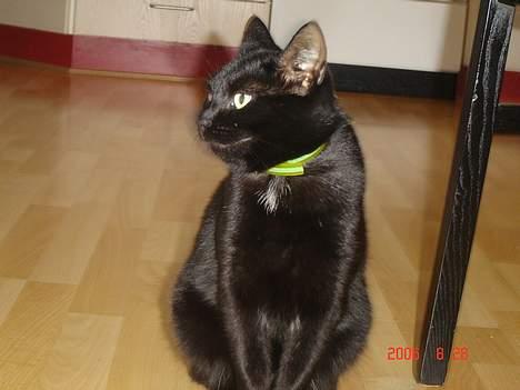 Huskat Speedy billede 1