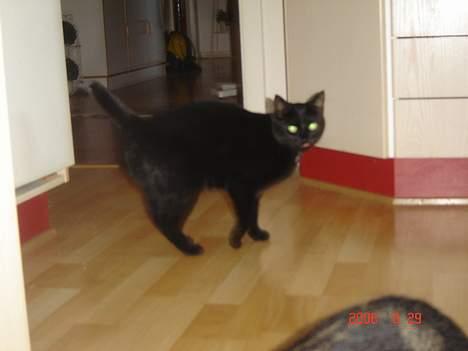 Huskat Speedy billede 2