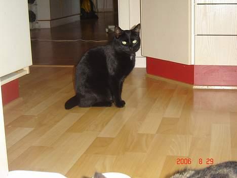 Huskat Speedy billede 3